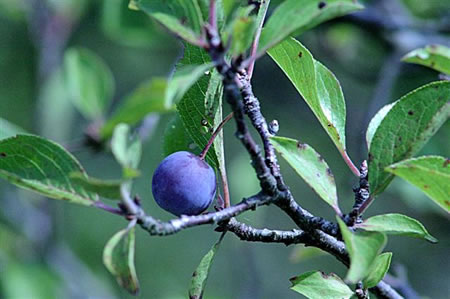 Wild Beach Plum