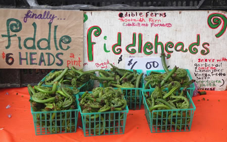 Fiddleheads at Union Square Green market 