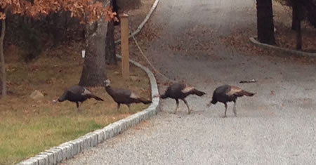 Hamptons Wild turkeys 