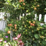 Apples and Fence