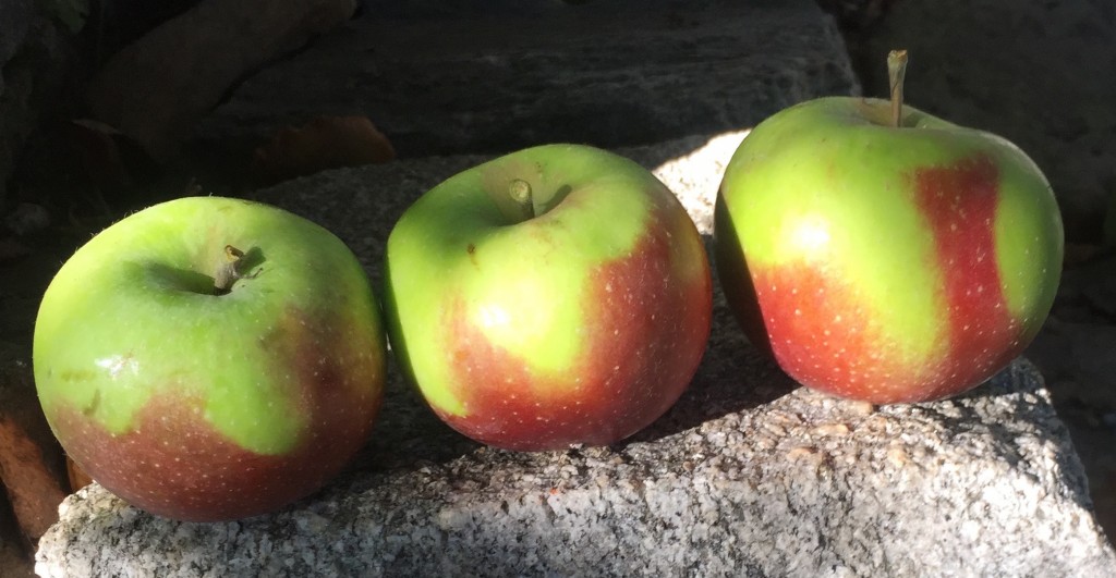 Three Apples on Rock